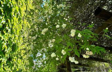 Villa Elena Tuscany - Pool & Garden Arezzo - IHH - Foto 51