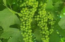 Podere Muracciolo - Foto 38