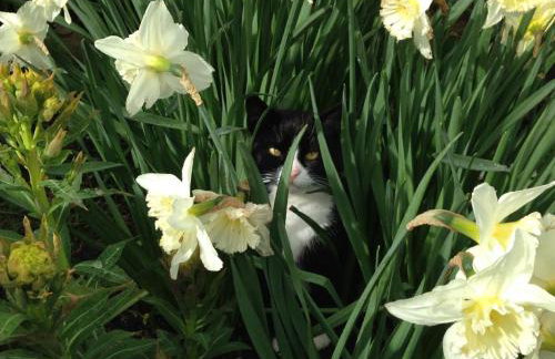 The Smithy nr Huntsham - Foto 17