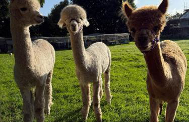 The Snug- A beautiful and characterful property connected to a historic Georgian Manor House - Foto 27