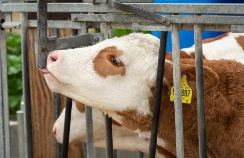 Ferienhaus Heerlichkeit - Foto 6