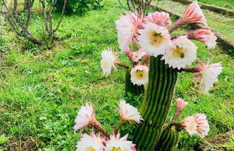 Villa Collina - Foto 29