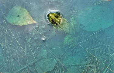 Luxe Modern Cabin with Pond, Fire Pit, Hiking, near Bethel Woods - Foto 30