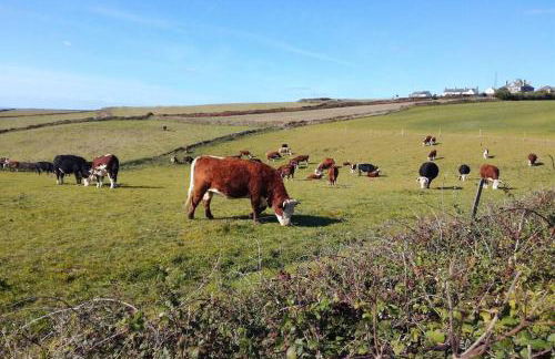 Farm accommodation - The Lizard Peninsula, Cornwall - Foto 24