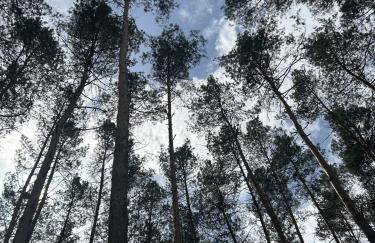 Domek w lesie - Photo 18