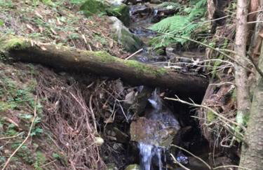 Borówkowa Dolina - Foto 24