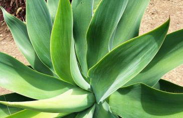 THE L lodge, ocean view garden Country House - Photo 9