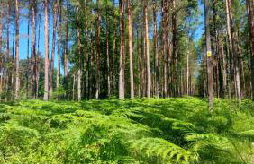 Domki Czarny Bocian - Foto 58