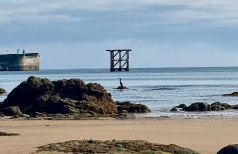 Olas y flores silvestres 2 - Foto 23