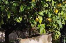 Zacchitella Garden House - Foto 46