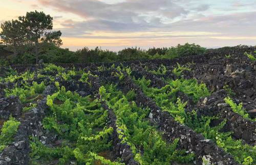 Casa 3 Picos 1 - Photo 15