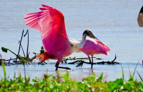 Barco Casa Pantanal Toca da Onça - Photo 64