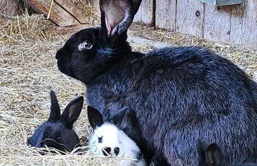 Bio Ferienbauernhof Voß - Foto 9