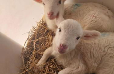 Agriturismo Laire Masseria - Foto 15