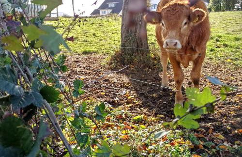 Waldzauber 2 Budget-Apartment - Foto 20