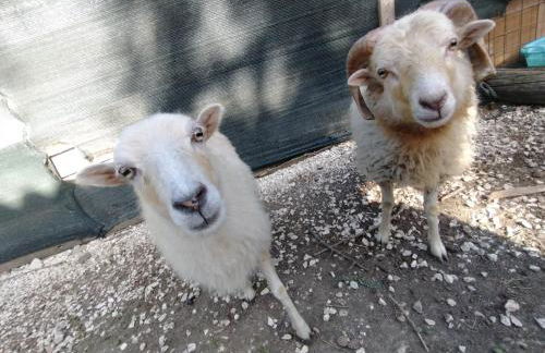 Cottoni Natural Space - Foto 30