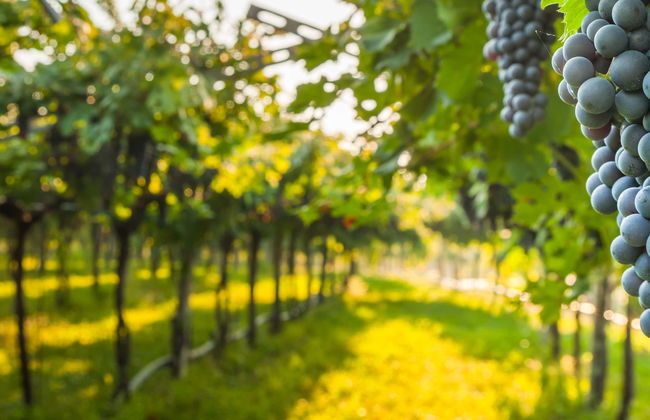 Visita a las bodegas Las Encomiendas - Foto 1