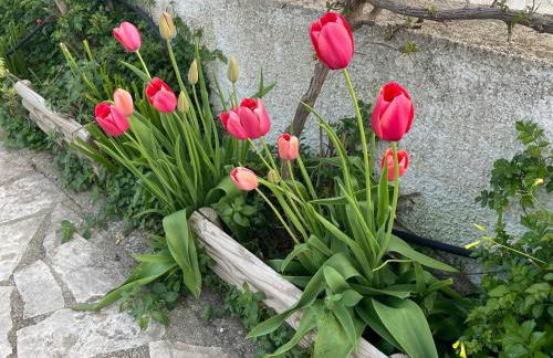 B&B Case Vacanza Orchidea marina di Macchia a Mattinata Gargano - Foto 60