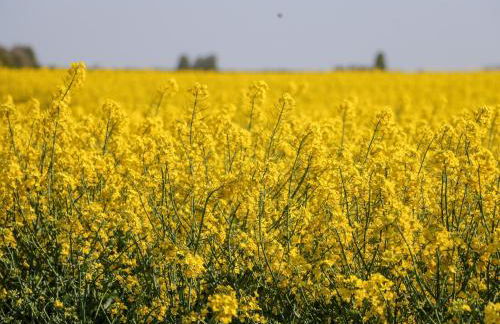 2 Pines Farm Cottages - Foto 34