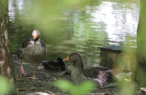 Holiday Home in Quend-Plage near Forest - Foto 18