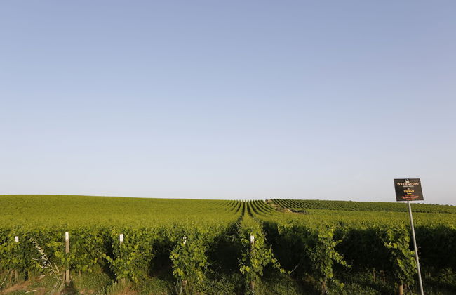 Agriturismo Poggio al Tufo - Photo 39