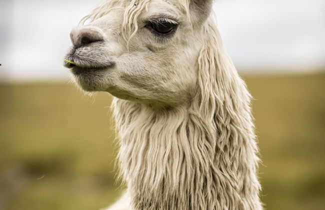 The Vale Penrose - Foto 41