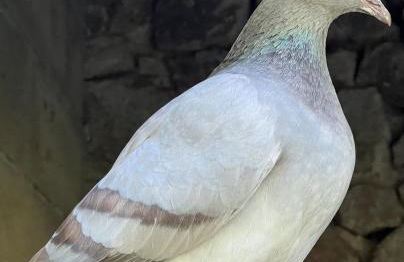 Lac de Vassivière Petite maison à proximité - Foto 25