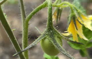 Villa del Poggio - Foto 37