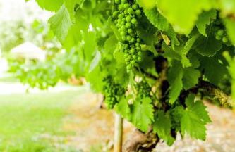 Quinta O Refúgio - Photo 48