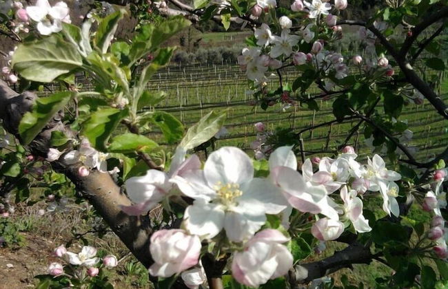 Agriturismo Al Vecchio Portico - Photo 73