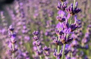 Le Petit Delphia - Photo 31