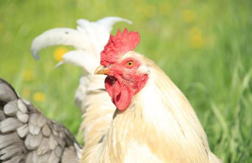 B&B dei Forestieri - Foto 9