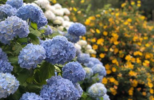 Les Cèdres - Foto 10