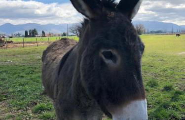 La Casa di Smilla - (Bevagna) - Photo 20