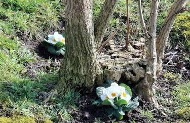 Mien Leevsten - Foto 18