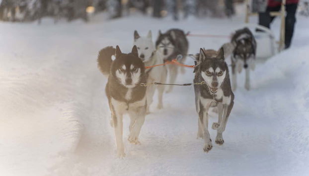 Paseo en trineo de perros husky por Rovaniemi - Foto 2