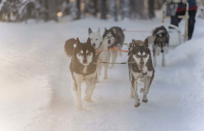 Husky Sleigh Ride - Photo 2