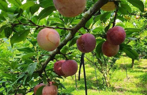 Rancho 4 Corações - Photo 18