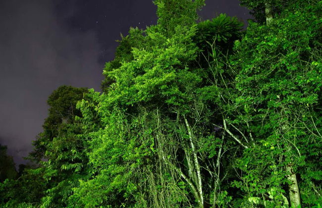 Senderismo nocturno por Tortuguero - Foto 1