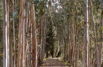 Casa Rural Oliveira do Bairro - Foto 9