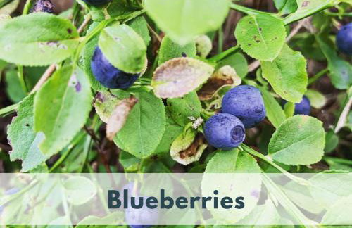 Ferienhaus Marianna am See - free Sauna, Ruderboot, Kajak & WLAN - Photo 43