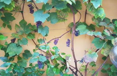 Casa vacanze Rose E Fiori Sardegna - Foto 6