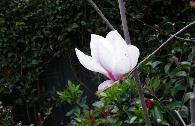 Lake Hamilton Motor Village & Caravan Park - Photo 42