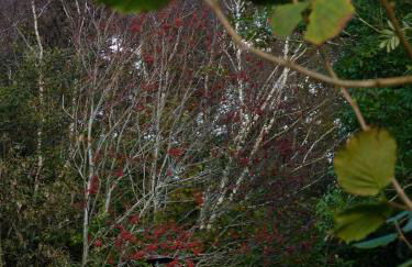 Pretty sunny cottage, Machynlleth - Photo 24