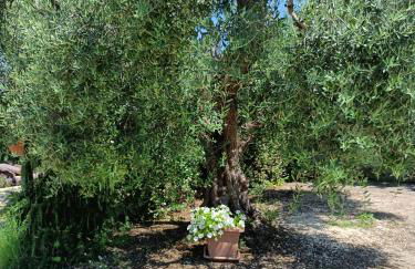 Colle Perazzoni - Foto 31