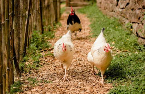 Nengshof Ferienwohnung Wildrose - Foto 27