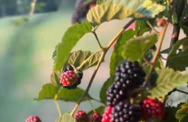 Cascina Burroni - Foto 62