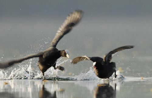 Au clos de marie - Foto 26