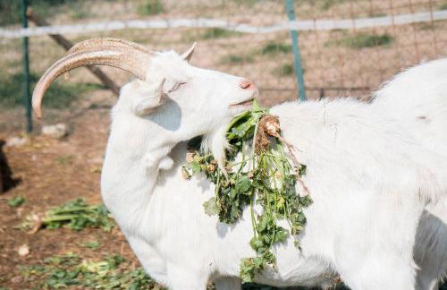 Agriturismo La Fucina - Foto 15
