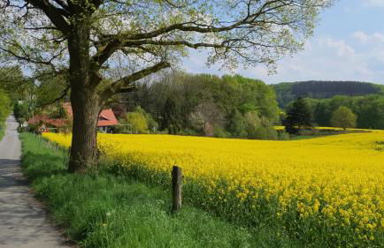 FeWo Harling - Waldoase - Foto 32